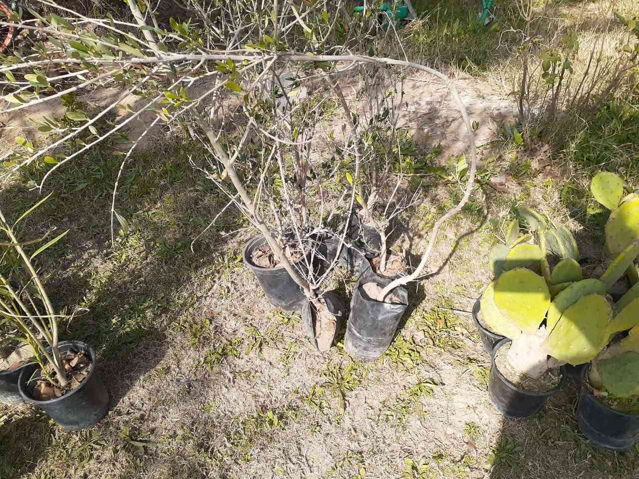 سلام عليكم شتلات البيع سبار واشنطن زيتون دفله ابيع لكل على 1٫500
لا تعامل وما ابيع مفرد 
الاتصال 📞***********
