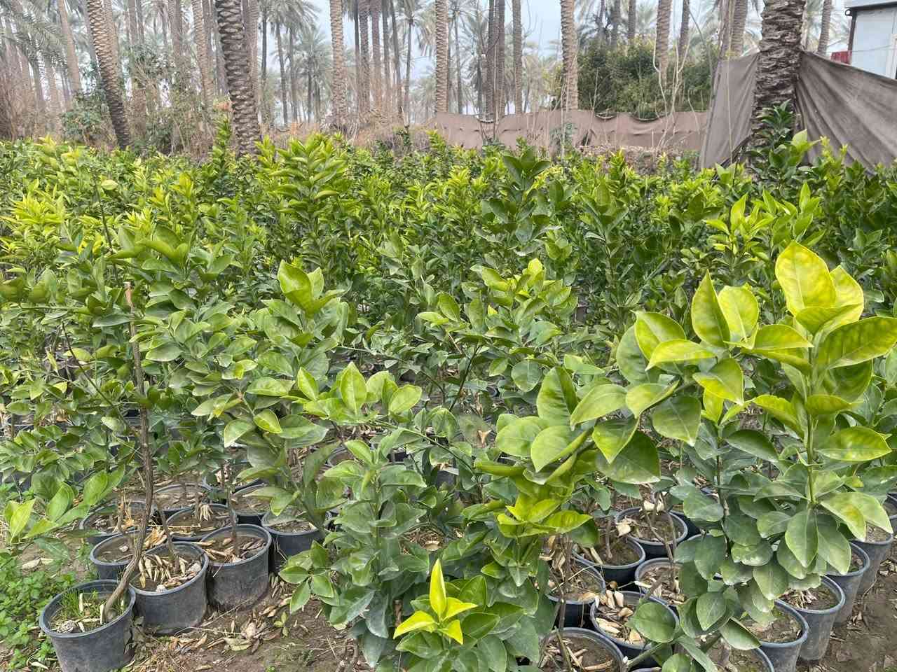 لالنكي صيني خشن سندان 24 يتوفر جمله ومفرد يوجد توصيل داخل بغداد لطلب والاستفسار المراسلة خاص


**إذا كنت صاحب هذا الإعلان وتريد حذفه لأي سبب، رجاءا أرسل رسالة إلى الدعم الفني**