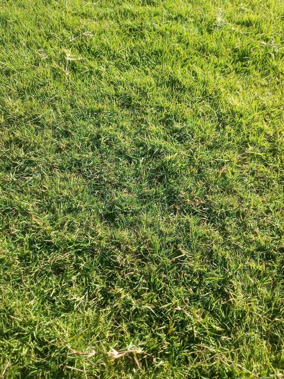 🌳 ثيل طبيعي من أجود الأنواع.. خضرة تدوم وأناقة تبهج! 🌳
مناسب للاستخدام في:
🏡 المنازل | 🌿 الحدائق | ⚽ الملاعب | 🏢 الدوائر | 🏗️ المشاريع الاستثمارية

🟢 أنواع متوفرة لدينا:
فرنسي – إيطالي – أمريكي – هندي – إسباني – إنكليزي
💚 نوعيات ممتازة بأسعار مناسبة جداً
📦 وقابل للتفاوض للكميات الكبيرة

✅ تجهيز كميات كبيرة للمشاتل والملاعب
✅ كادر متخصص بالزراعة والتركيب السليم
✅ نوصل لك لباب البيت، بأسرع وقت!

📞 للحجز أو الاستفسار تواصل معنا الآن
***********
***********
#ثيل_طبيعي #خضرة_دائمة #زراعة_ثيل #ملاعب #مشاتل #أسعار_تنافسية
