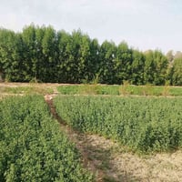 شارع كربلاء نجف • بيت ومزرعة • ماء وكهرباء