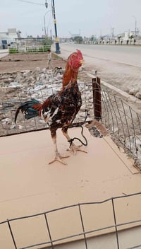 مخلف 7تشهر للبيع 07890888213