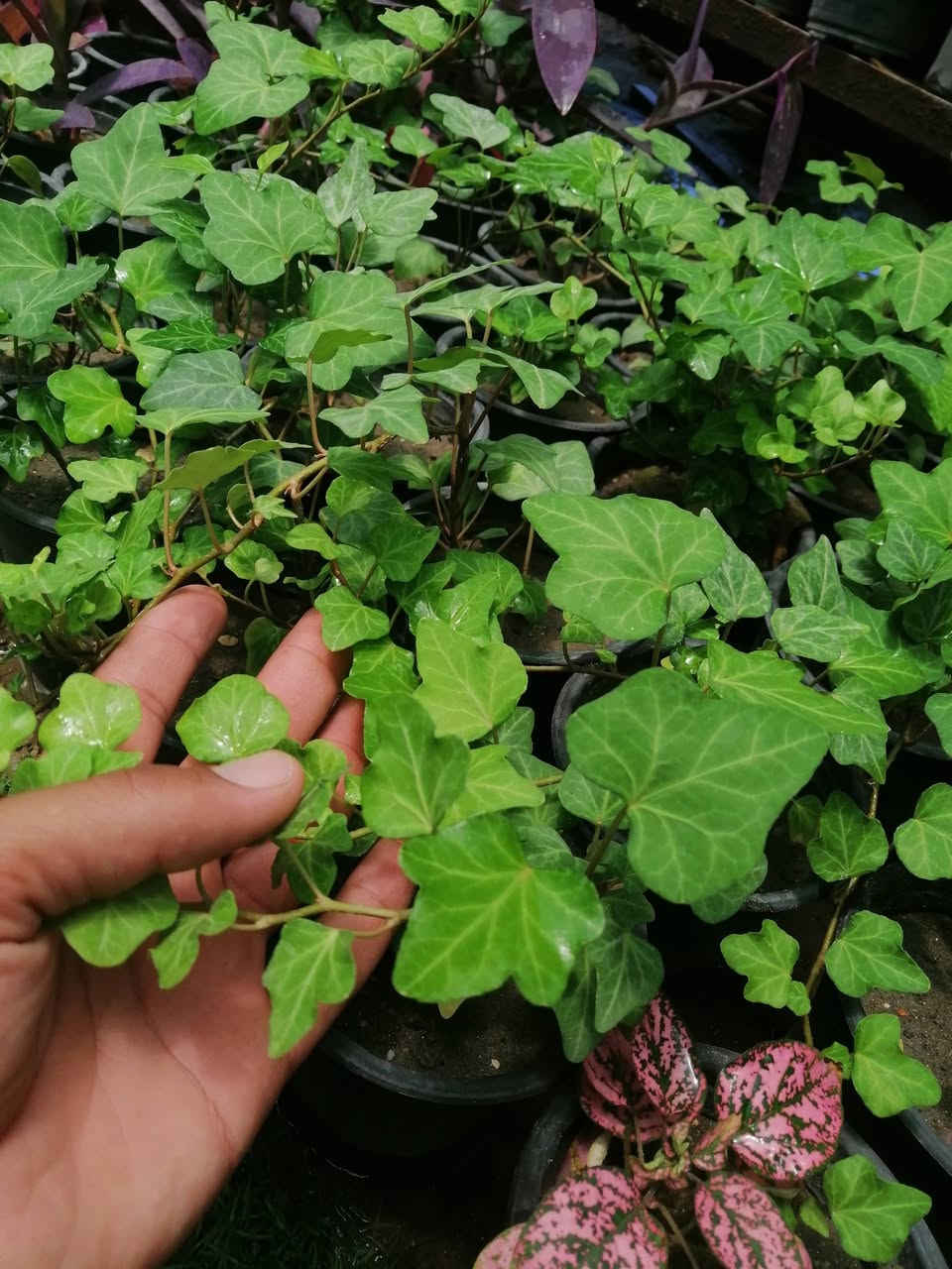 دائما مستمرين وياكم🌺🌺
((وعروض يوميآ)) 

 فقط ٢٠٠٠ دينار 😍 
تشكيله حلوه من نباتات الداخلية 🌺 
عرووووضنا  وبأسعار بلاششششششش🙂✌️
فقط وبس يمنا)) 😉🌺✌️

لاستفسار زورو صفحتنا أو الاتصال على الرقم
***********
ويوجد توصيل طلبات حسب طلب الزبون 🚚🚵 
اهلاوسهلا بالجميع ❤️
