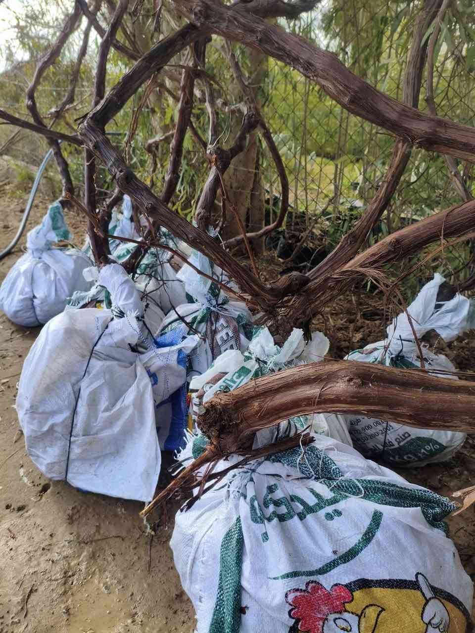 داخل مشتل البدعه يتوفر  شجار عنب كبيرة 
للاستفسار الاتصال على الرقم التالي ***********
