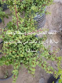 نباتات خارجية • توصيل بغداد