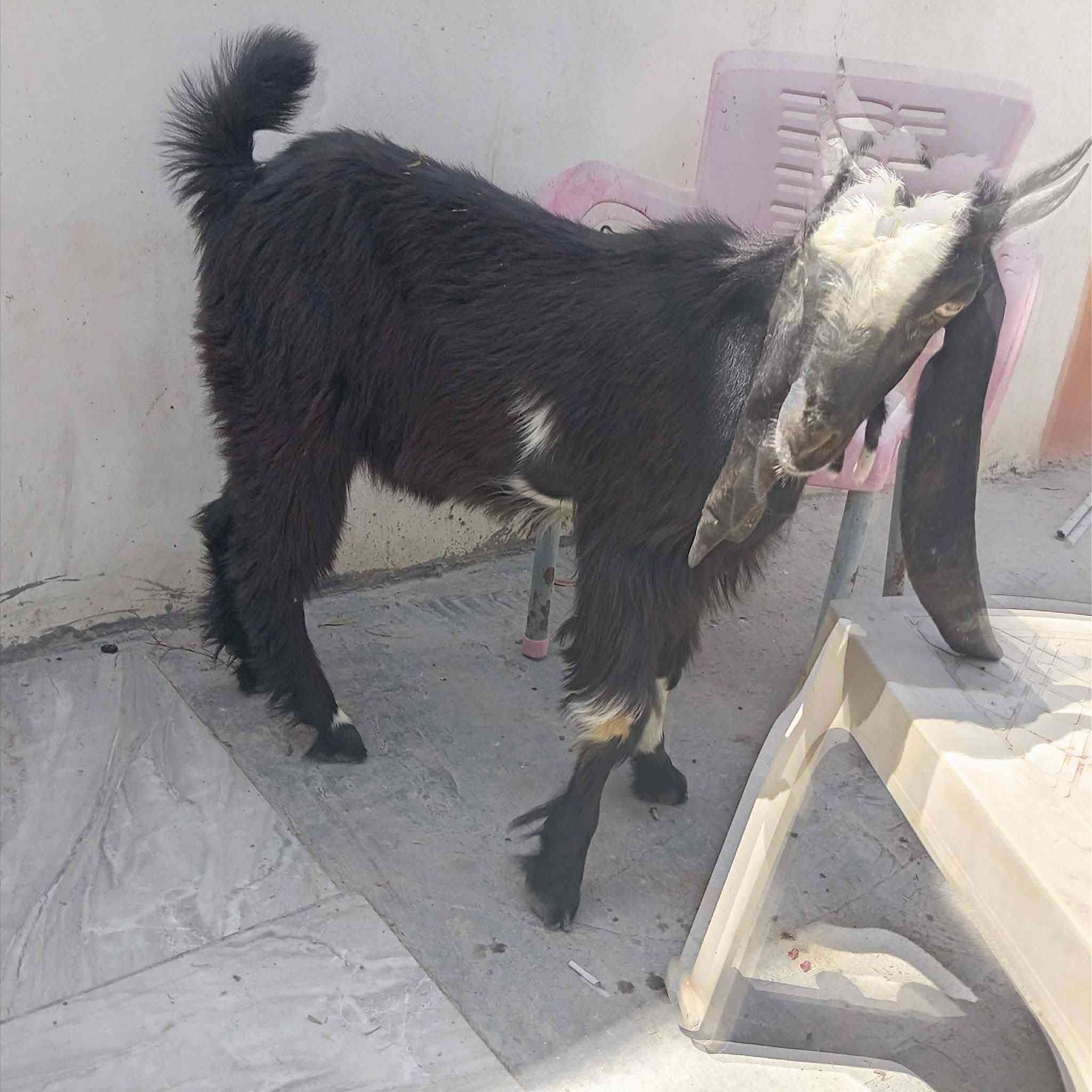 صخله للبيع وره فحل السعر 550 
مكان كربلاء الحسينيه


**إذا كنت صاحب هذا الإعلان وتريد حذفه لأي سبب، رجاءا أرسل رسالة إلى الدعم الفني**