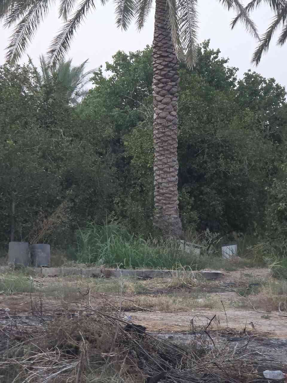 السلام عليكم ورحمة الله وبركاته 🫱🏽‍🫲🏻
بستان ملك صرف للبيع🏞 المساحة دونم ونصف مع زياده في البستان مايقارب الف متر  الواجهه20 ونص نزال 200
العنوان: شاطئ التاجي /مزرفه وحصيوه /مدخل الحصيوة 🛣/قرب جامع الفتاح العليم 🕌
للاستفسار الاتصال على الارقام الاتيه 
كورك: ***********📞📞
اسيا: ***********📞📞
#مكتب_ديرتنا_للعقار 🏢
#بإدارة_أحمد_ابومصطفى🌹
#تواصلوا_معنا💕

