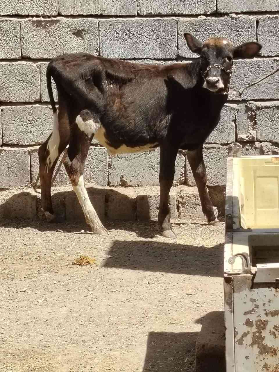 السلام عليكم
للبيع حولي جنس بوكاني يرهم ربط وجنيه وشرط النصاحه عمرو 5 أشهر السعر مليون و 30 وبي مجال قليل الاستفسار الاتصال على الرقم *********** // *********** موجود توصيل حسب الاتفاق
