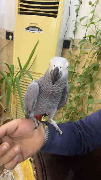 ماشاء كاسكو محلق حلقه ذهبيه فول اليف طينه متكلم الطير جناح كامل ممكصوص بي من ١٠ الحد ١٥ كلمه
العنوان كركوك راس دوميز قرب حسينيه جعفر الصادق
***********
