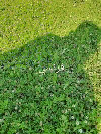 ثيل طبيعي • ثيل فرنسي • توصيل مجاني