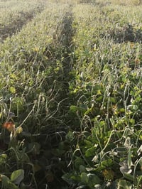 بذور لوبيا • درجة أولى • بابل