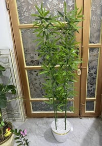 شجره بامبو • توصيل