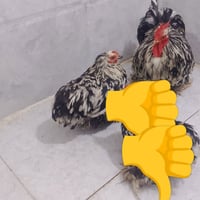 ديج • دجاجه • بلاك مولتد • دواجن • طيور • الحله ابوغرق