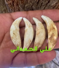 ناب الذئب • ناب اصلي • سن ذئب • تميمة • حرز • صيد السماوة • صيد الناصر...