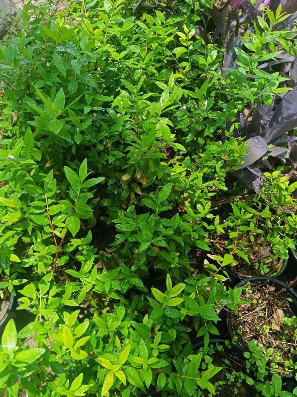صباحكم ورد 🌺🌾 
نباتات شمسية مقاومة 
سعر سندانة 2000
يتوفر توصيل 🛺🛺 
الحجز والاستفسار مراسلة ع الخاص 🤗❤️


**إذا كنت صاحب هذا الإعلان وتريد حذفه لأي سبب، رجاءا أرسل رسالة إلى الدعم الفني**