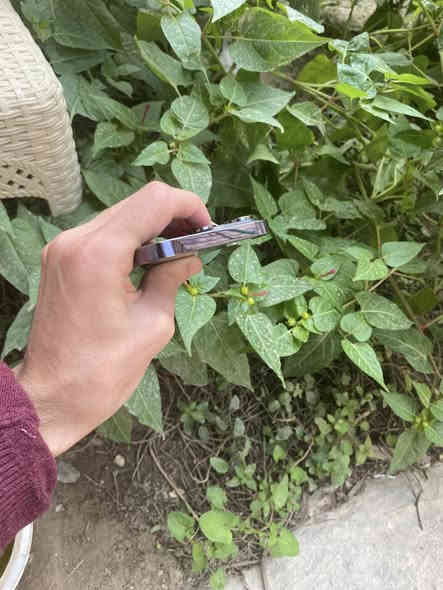 14 برو ماكس مامفتوح مكفول مكاني حله سعر 825 بي مجال بسيط *********** التفاصيل بالصور
