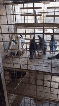 ياالله شباب أفحل مفروده خطوط جيده الزوج ع 20.. قفل 07713589796