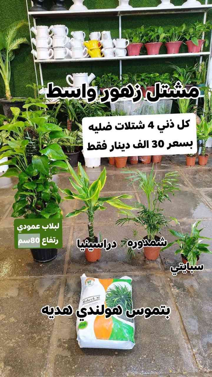 عروض شهر رمضان الكريم 4 نباتات ضليه بسعر 30,000 فقط بتموس هولندي هديه
يفتح المشتل طيله ايام الاسبوع من الساعه 8:00 صباحا والى الساعه 11:00 ليلآ
#مشتل_زهور_واسط العنوان كوت فلكه الحاوي شارع مجمع دمشق الطبي مقابل ابتدائية الكوت للتعليم الأساسي #يوجد_توصيل_داخل_الكوت
*********** لطلب والاستفسار واتساب  او مراسله الصفحه الشخصيه بلال الواسطي🌹😊
