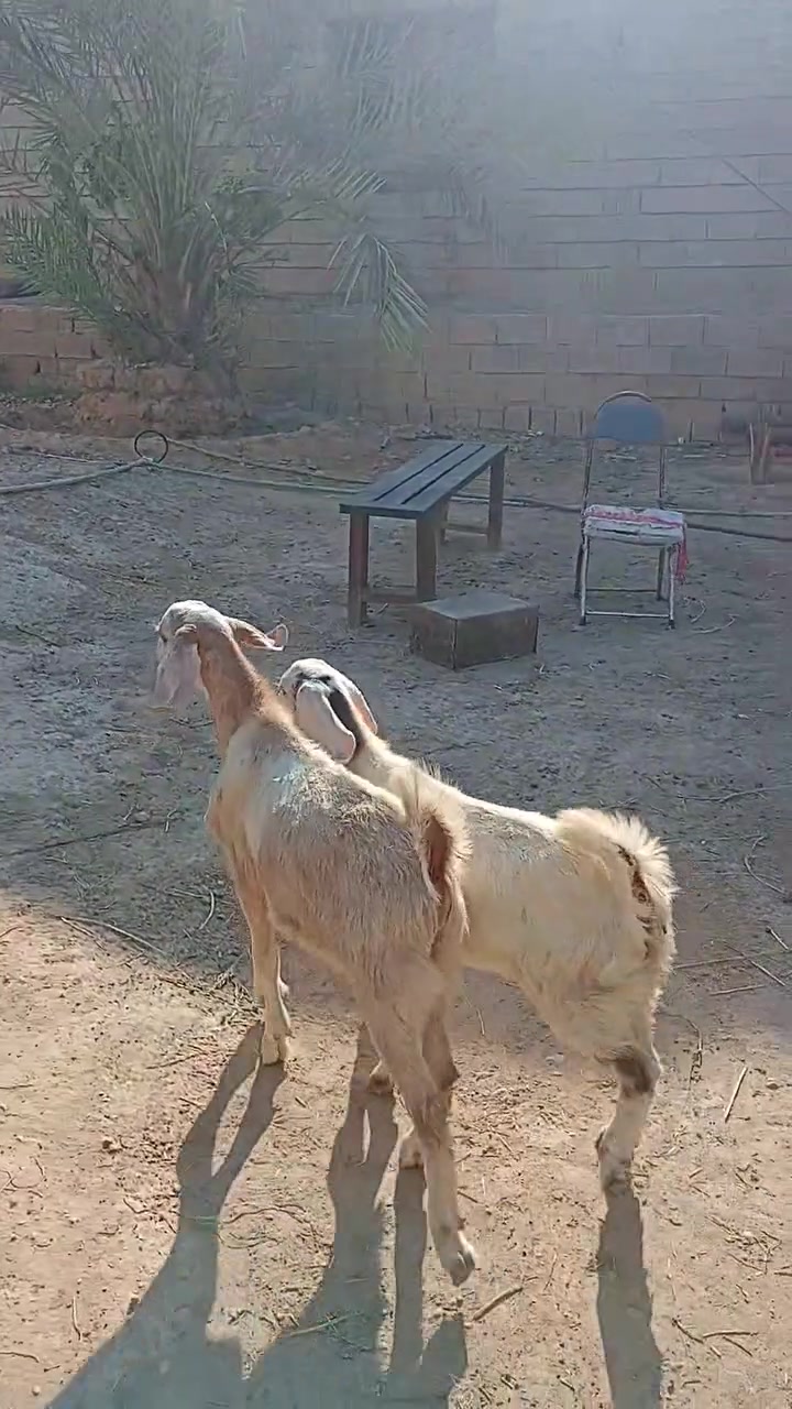يوجد جدي و صخله شاميات توم جمات و سمان و نشطات و ناصحات فول
مكاني بالعلم قبل البورصة 
للاتصال ***********
           ***********
