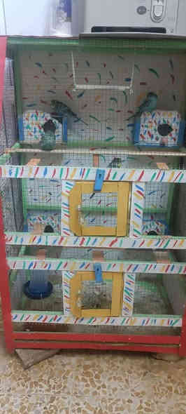 4تكات طيور حب مع القفص وملحقاته ب 40الف بيه مجال بسيط اتصل  ***********
