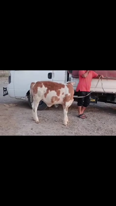 السلام عليكم بكر سيمتال أول بطن وراها حوليه درجه اولى خشانه فول رقم واحد ضالمها التصوير شطر ومواعين وحليب ودسامه ، المكان الشرقاط / قرية شكرا /***********
