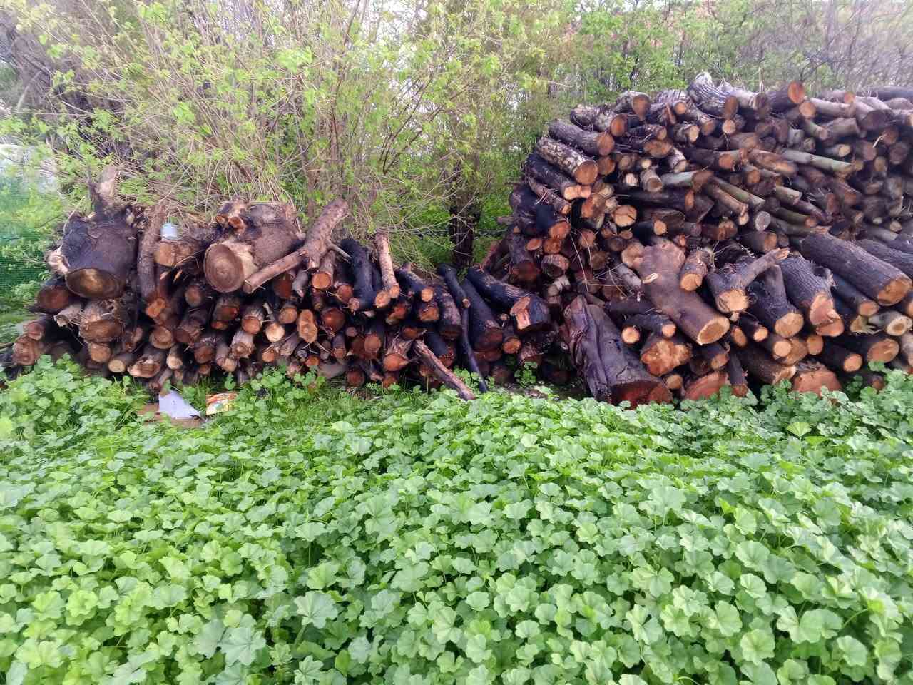 حطب للبيع
شراي يجي خاص


**إذا كنت صاحب هذا الإعلان وتريد حذفه لأي سبب، رجاءا أرسل رسالة إلى الدعم الفني**