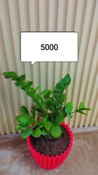 للبيع • ديكور • حديقة