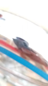 دراجة كرتون • كفالة عامة • محرك أصلي