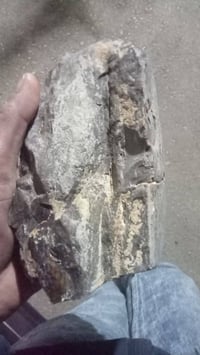 خشب حجري • ملايين السنين