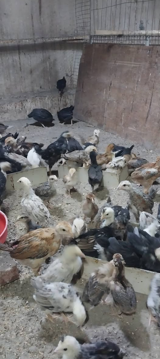 متاح فراريج عرب الزوج ب١٥ مكاني بغداد الكرخ حي الخضراء وملقحات زيتي رباعي عمرهن شهرين


**إذا كنت صاحب هذا الإعلان وتريد حذفه لأي سبب، رجاءا أرسل رسالة إلى الدعم الفني**