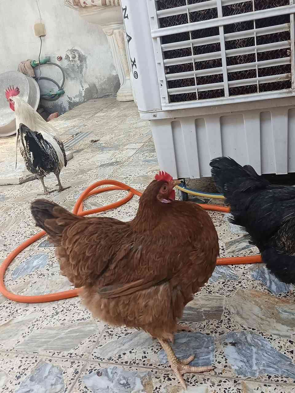 ٤دجاحات وديج للبيع وكلهن بياضات سعرهن ١٠٠


**إذا كنت صاحب هذا الإعلان وتريد حذفه لأي سبب، رجاءا أرسل رسالة إلى الدعم الفني**