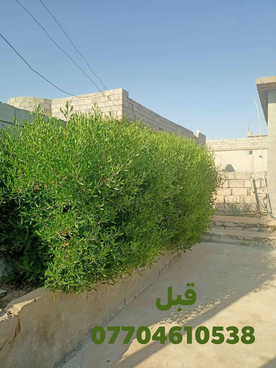 شغل اليوم تقليم اس نينيه تكرب نخل 
اتصل، ***********
