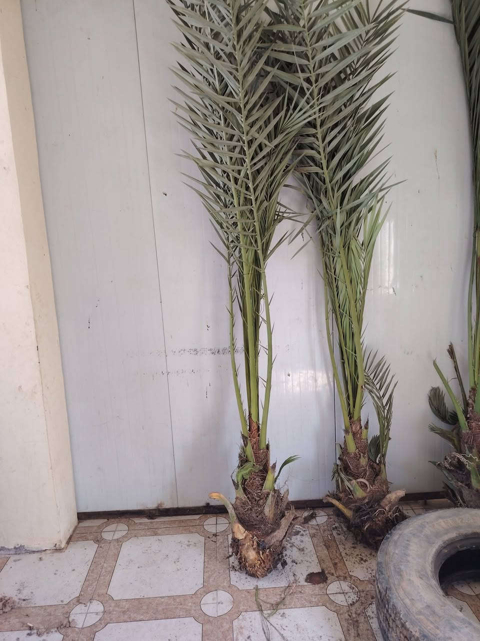 السلام عليكم عندي 6فسلان برحي حر وشرط الضمان وكل وحده بيهاا  3فسلان صغار مكاني قضاء الخالص طريق جديدةالاغوات الاتصال ***********
