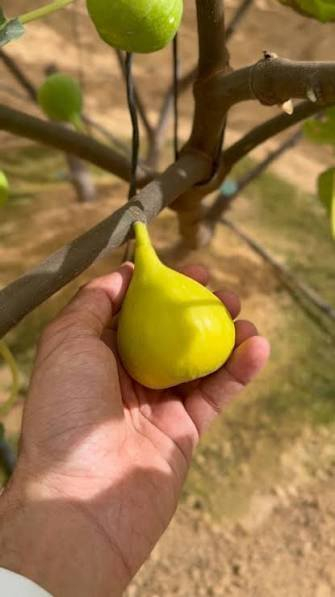 اخوان يوجد شتل تين للصنف الاتي يوجد حجمين
تين عقرة الشهير
تين اسباني اصفر 
تين اسباني اسود بلاك ميشينيان
تين التركي براون
تين عبيدان السعودي
تين دينا او يسمى ديانا الكبير
تين كادوتا 
تين سوري جاسم اصفر
تين قبرصي 
تين سلطاني
تين شاكري
تين غداني مغربي
تين السيده الاصفر العنق
تين السيده الاسود العنق
سارع بالحجز ولضمان الانتاج والنوع
يوجد جمله ومفرد  
#يتوفر-توصيل-لكل-العراق
للحجز مراسلة الصفحة على الخاص 
شتل  حجم متر سعر مفرد 4500
شتل حجم 50 سم سعر مفرد 3000
طبعا يوجد خصم لاصحاب الجمله


**إذا كنت صاحب هذا الإعلان وتريد حذفه لأي سبب، رجاءا أرسل رسالة إلى الدعم الفني**