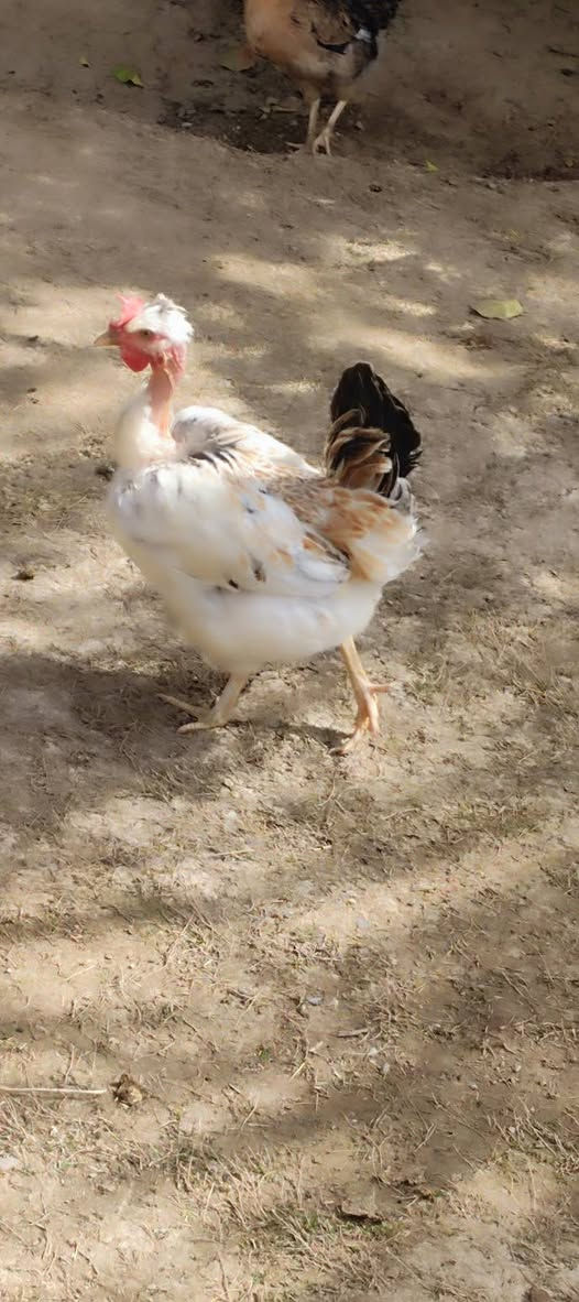 يا الله اللهم صلي على محمد
متاح عليبيات 5 او ديج بياضات صحة خير من الله 
الزوج ب35 قفل شلع ما افرد لاتراسلني وحدة ثنين 
 الي ايريدهن عنواني ديالى المقدادية جسر مهروت


**إذا كنت صاحب هذا الإعلان وتريد حذفه لأي سبب، رجاءا أرسل رسالة إلى الدعم الفني**