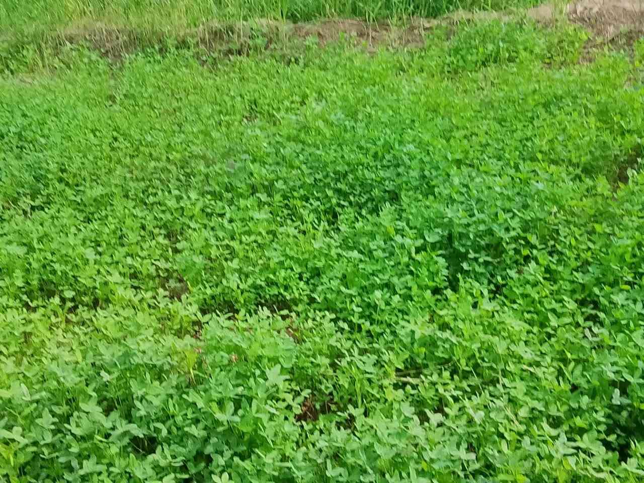 يوجد ثلاث دونم مع بيت في منطقه حسينيه كربلاء سعر دونم ١٢٥مليون الاتصال على ***********
