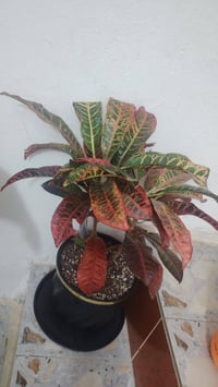 نباتات ضلية