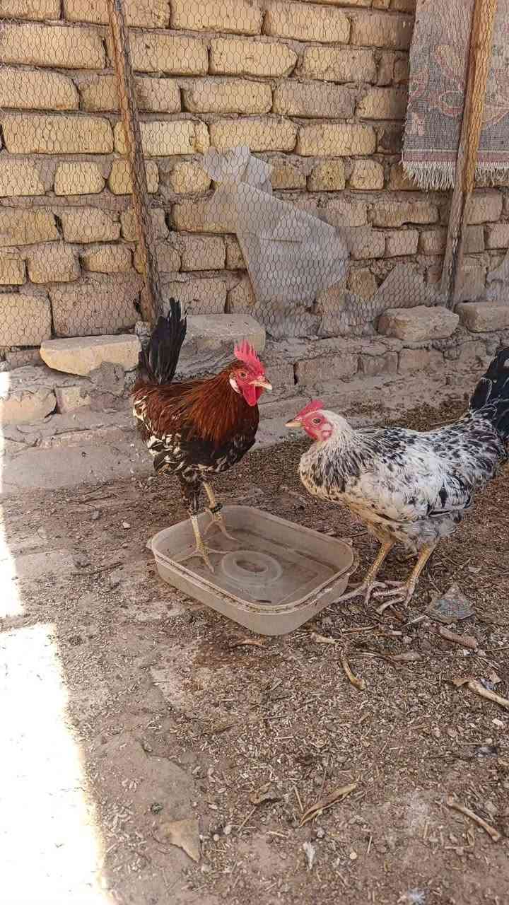سلام عليكم متاح ديج او دجاجه للبيع السعر راسل واتساب ***********
