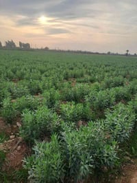 أرض زراعيه • ١٨ دونم • قلعه فجر