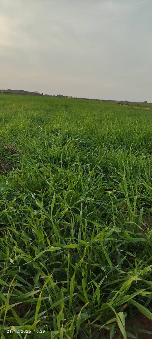 سلام عليكم ارض زراعيه ٩٠ دونم للبيع جاير جتل للموسم مع العلم السكي لنهايت الموسم عليه ووياها طن ونص سماد للاستفسار اكثر اتصل على الرقم ***********
