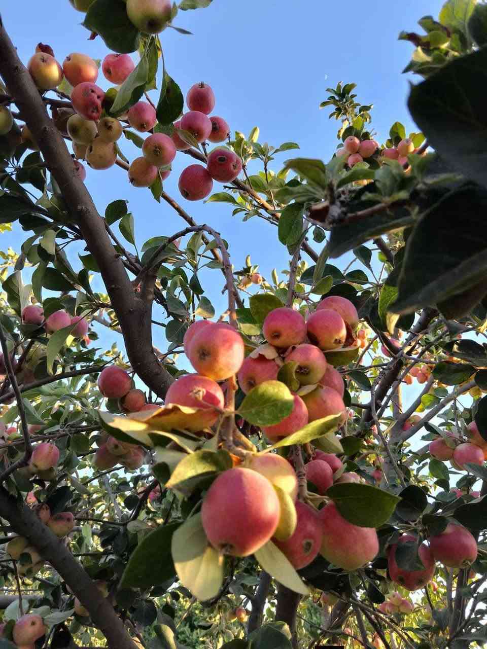 التفاح الاحمر الصيفي 
الشتلات بارتفاع متر تقريبا 
سعر الشتله 8000 دينار
الانبار حديثه 
المهندس الزراعي رائد النعيمي 
للاستفسار والتواصل على الصفحه او واتساب على الرقم 
***********
التوصيل لجميع المحافظات
