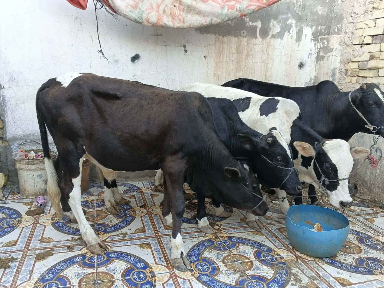 عجول البيع عدد 3 سمان سعر الواحد مليون 350 وبيهن مجال مكان عماره على الحولي قرب محطه مال بيت حجي مخيلف 
***********

