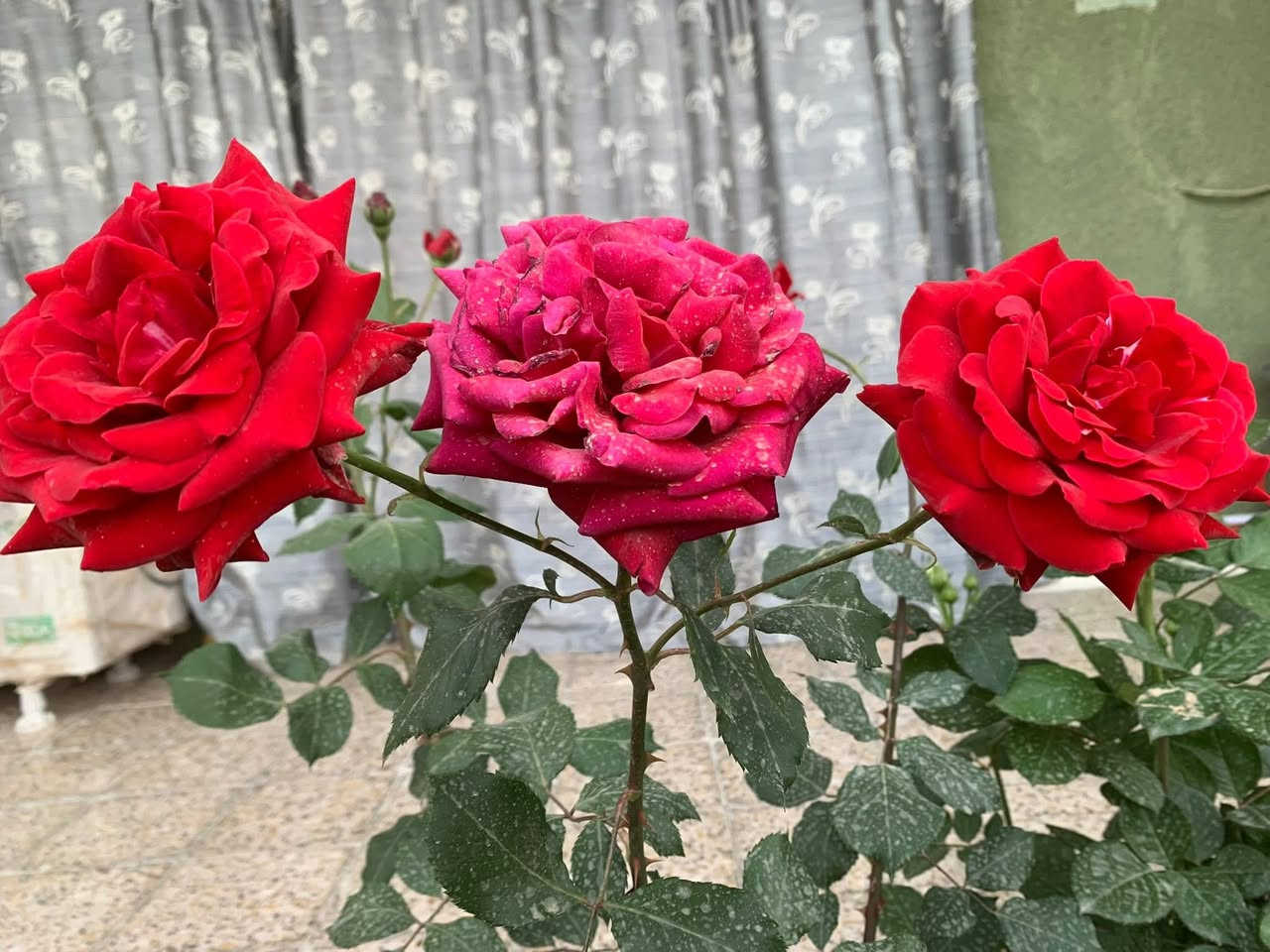 عمل وصيانه الحدائق والعنايه بها وعمل اطارات وأقواس الحدائق وزرع الثيل وزرع الاشجار المثمره واشجار الضليه واشجار الزينه 
‭0778 355 8511‬
