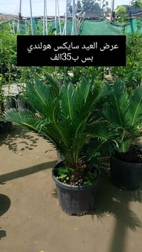 مشتل الانوار • عروض العيد • أشجار