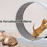 دولاب قطط • ديكور منزلي