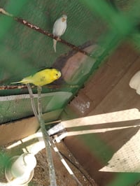 يوجد  بلابل جوز نشطات مابهين اي مرض جوز 10 وبي مجال على  رقم 070711004...