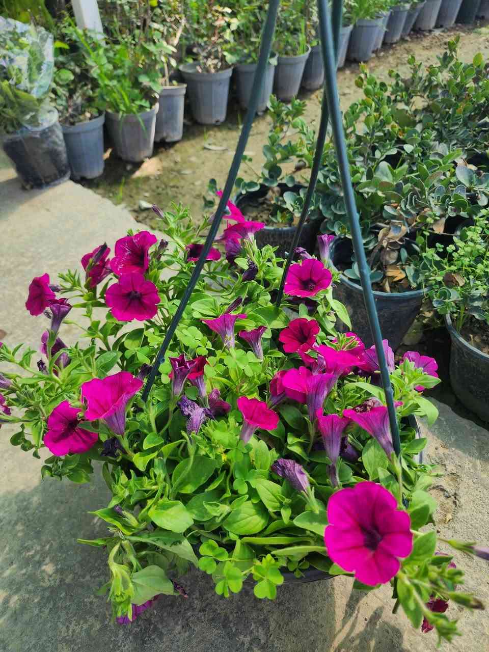 سلاوتان لێ بیت 
ئیستا ام گوله جوانانه به رده سته 
له مشتل محمدکلار  به شه وو روژ کراوه یه

گولی بنت قونسل 
گولی سادونیا 
گوله خوین 
گولی دالیا 
گولی تاج 
گولی به هاره 
گولی پاتونیا 
گولی سارا 
گولباخ 
وه چندین گولی جوان به رده سته 
بو ام،جه ژنه ماله کانتانی پی برازینه وه 
🌹🌸💐🌻🌼🥀🌸💐🪴🌻🍃🍃🌿🌲

بوزانینی نرخ کومینت بکه ن🌹🌹🌷💐🌻🪴


**إذا كنت صاحب هذا الإعلان وتريد حذفه لأي سبب، رجاءا أرسل رسالة إلى الدعم الفني**