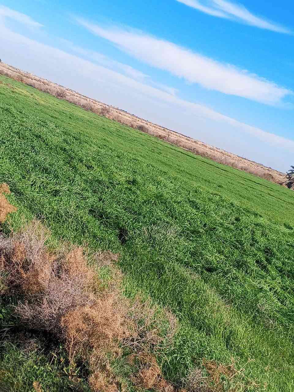 سلام عليكم كاع البيع سفحه مال حلال 20دونم ماي متوفر مكاني رفاعي على طريق ابو الماش الشراي هاذه رقمي للتواصل ***********استفسار
