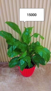 نباتات • حديقة • للبيع