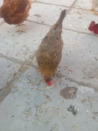 دجاجات كويتيات • بياضات