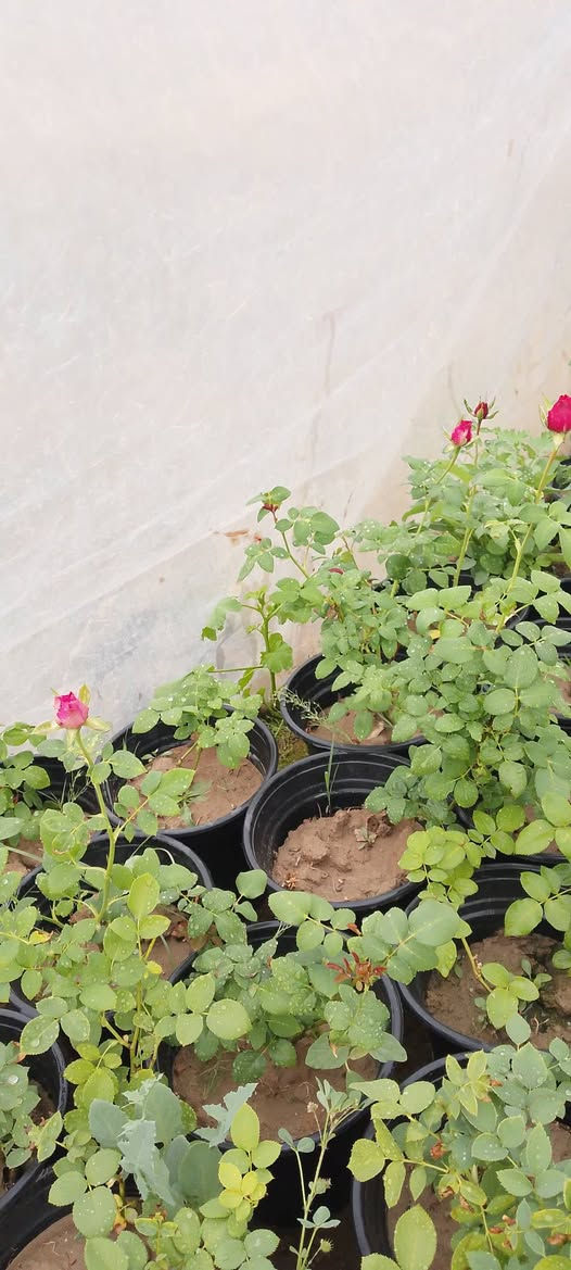 السلام عليكم 
كل عام وانتم بخير 
متوفر بعد العيد إذا شاء الله 
كل الألوان 
مشتل جمال الهذال 
ناحية الزاب مفرق الصباغية 
***********
